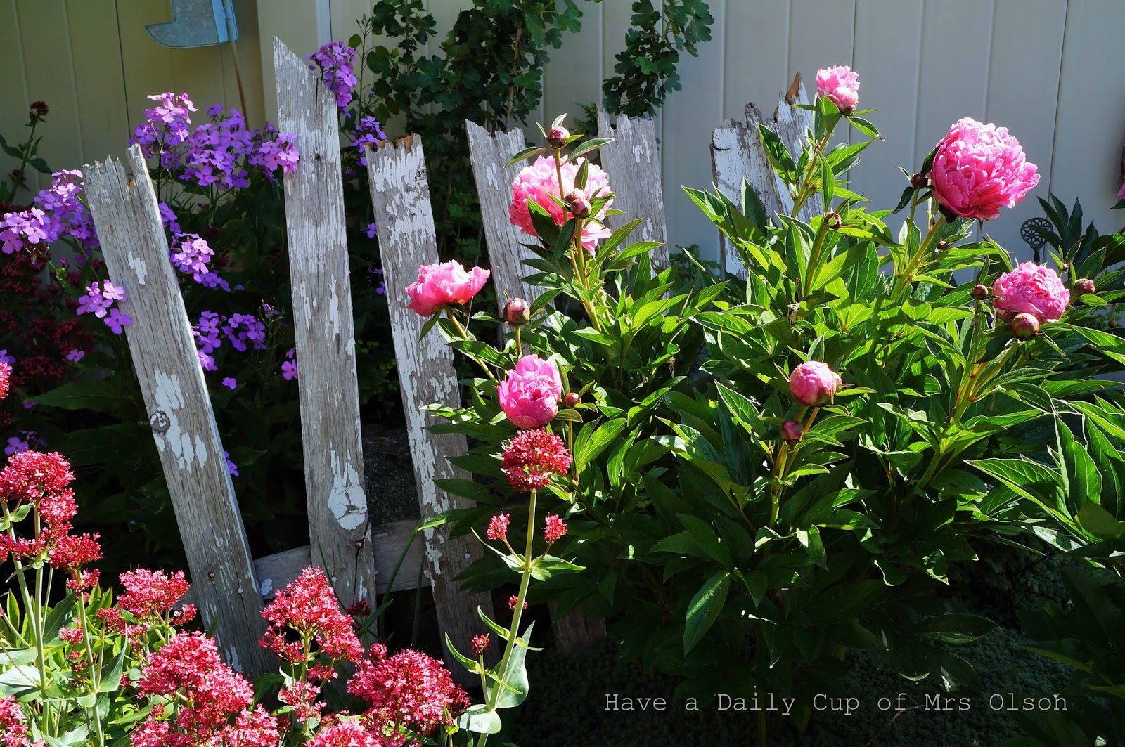 Double Delicious. . .Garden Gate Love Have a Daily Cup of Mrs. Olson