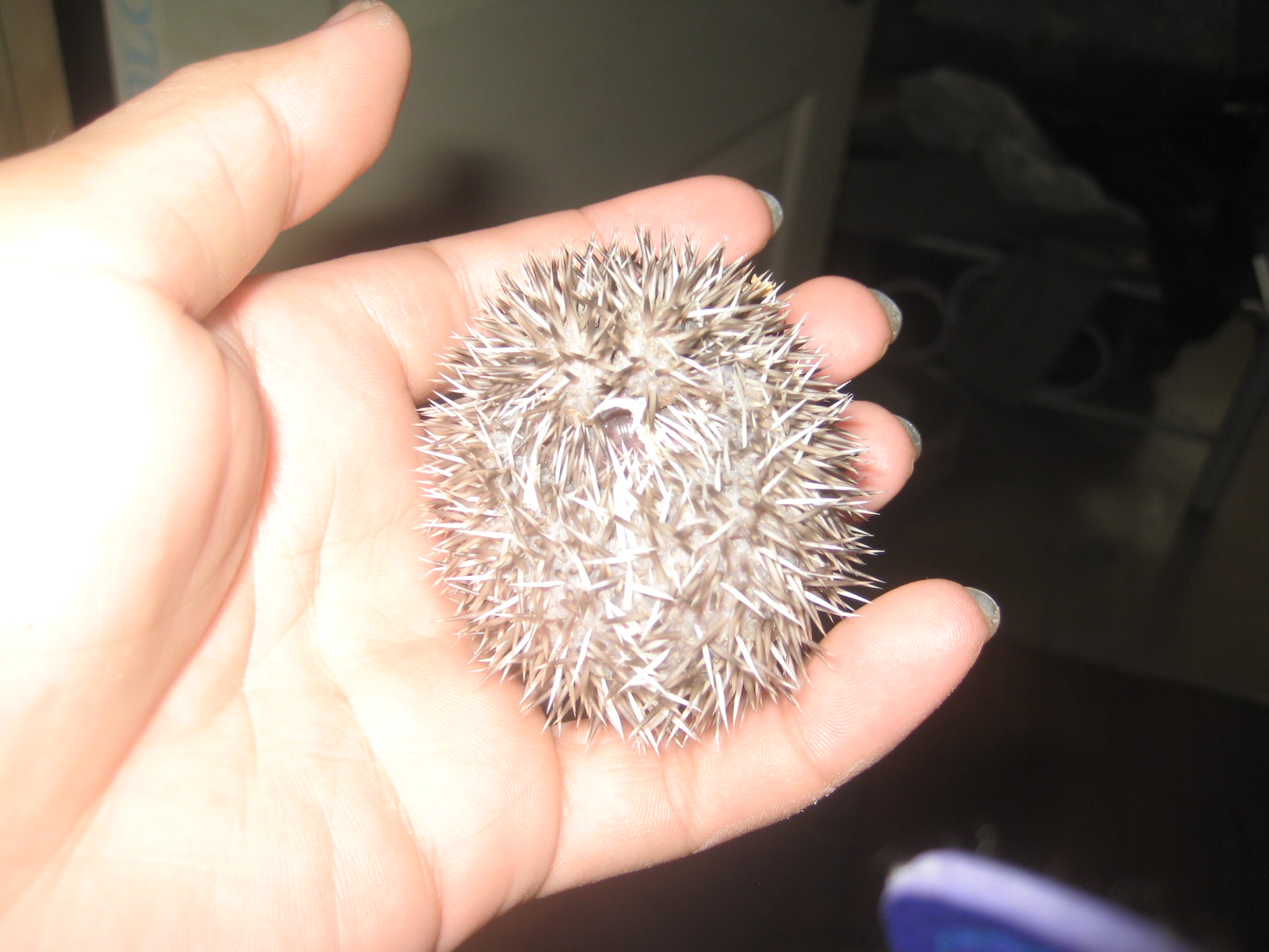 Hedgehogs pet info My cute hedgehogs babies )