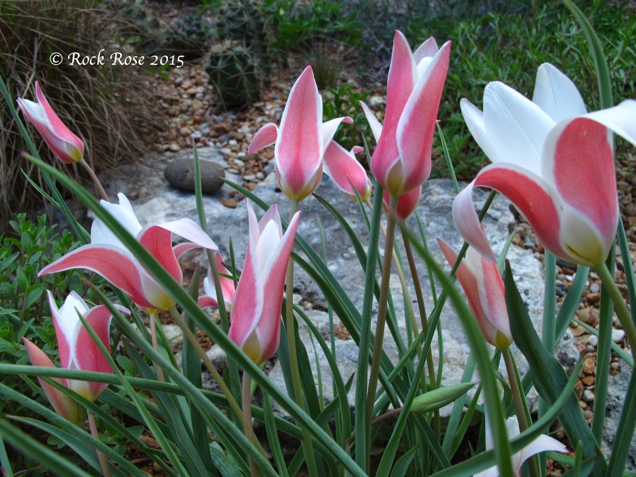 ROCK ROSE TULIPS FOR THE SOUTHERN GARDEN. TULIPA CLUSIANA