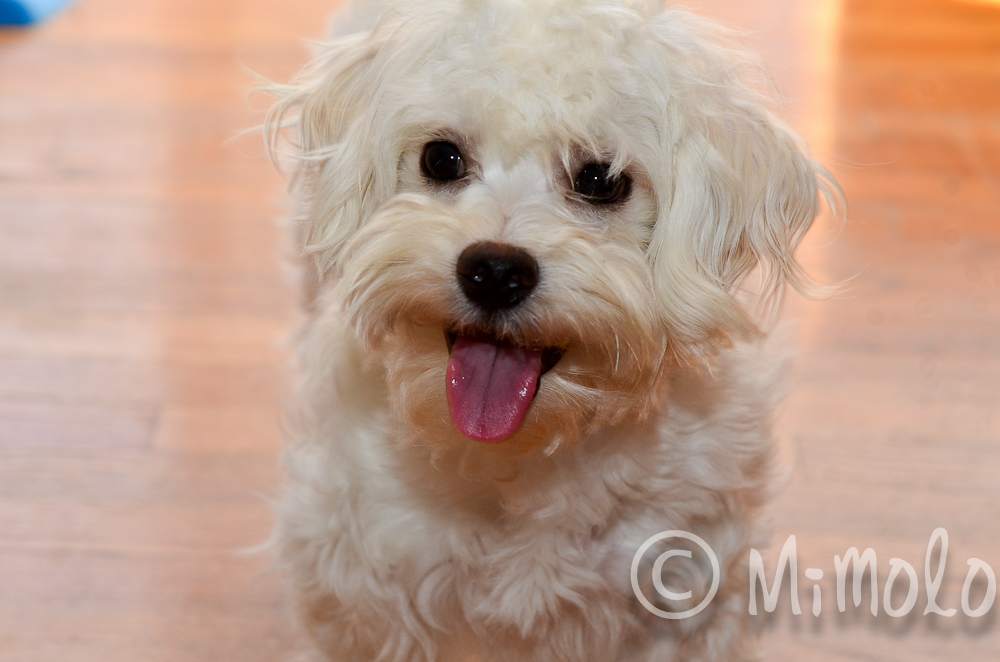 havanese puppies for adoption pictures of havanese 10 breeds picture havanese puppies for adoption pictures of havanese 10 breeds picture