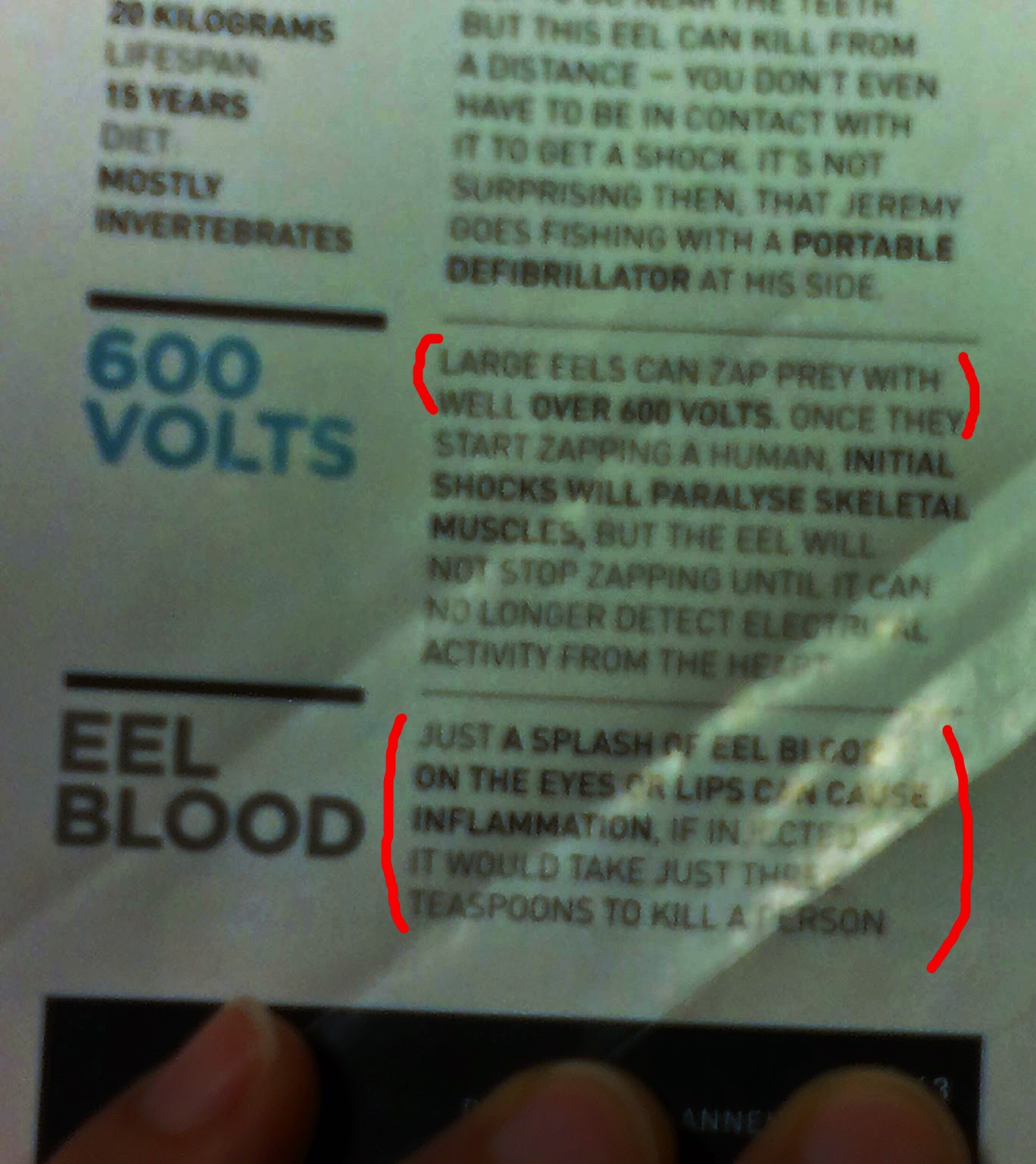 I'm Curious Too Eel's Blood Is Toxic To Humans, But Electric Eel's