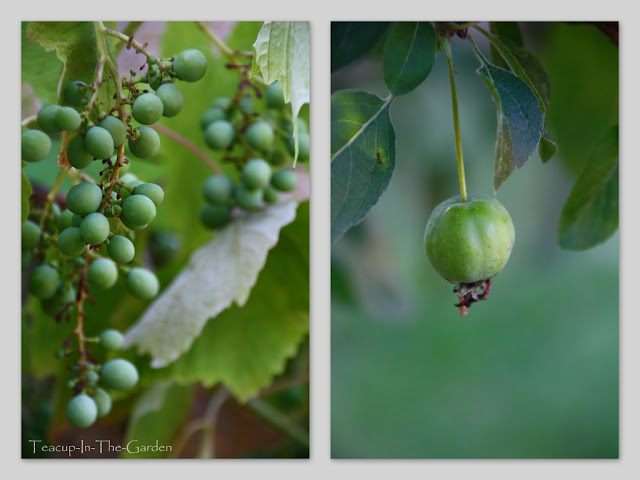 Teacup-In-The-Garden: ich träum' von einer laube