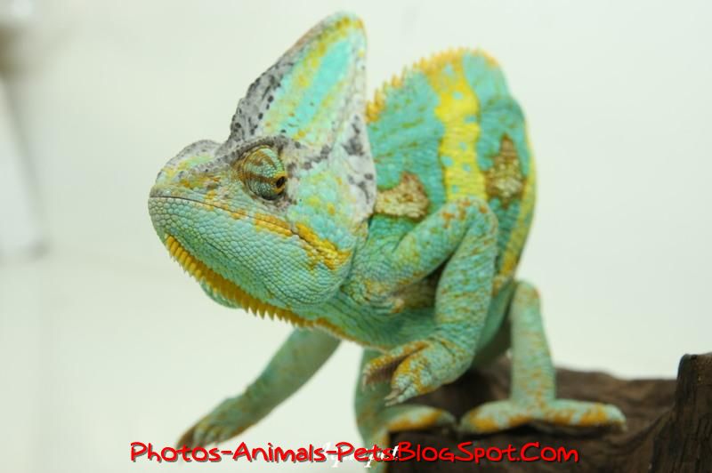 http://4.bp.blogspot.com/-rGl6Yo5XyUg/TbbIx0lQ0rI/AAAAAAAAA0g/gkWs6Hgon9Q/s1600/Pet%2BChameleon_0001.jpeg