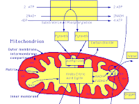 Cellular Respiration Diagram Cellular Respiration Diagram