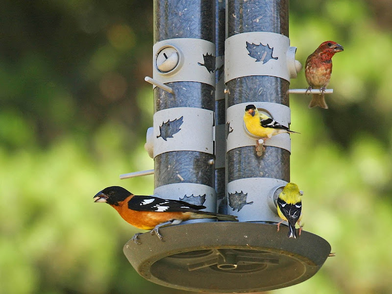 Attract birds to your backyard Part 4 Bird foods Pacific NW Birder