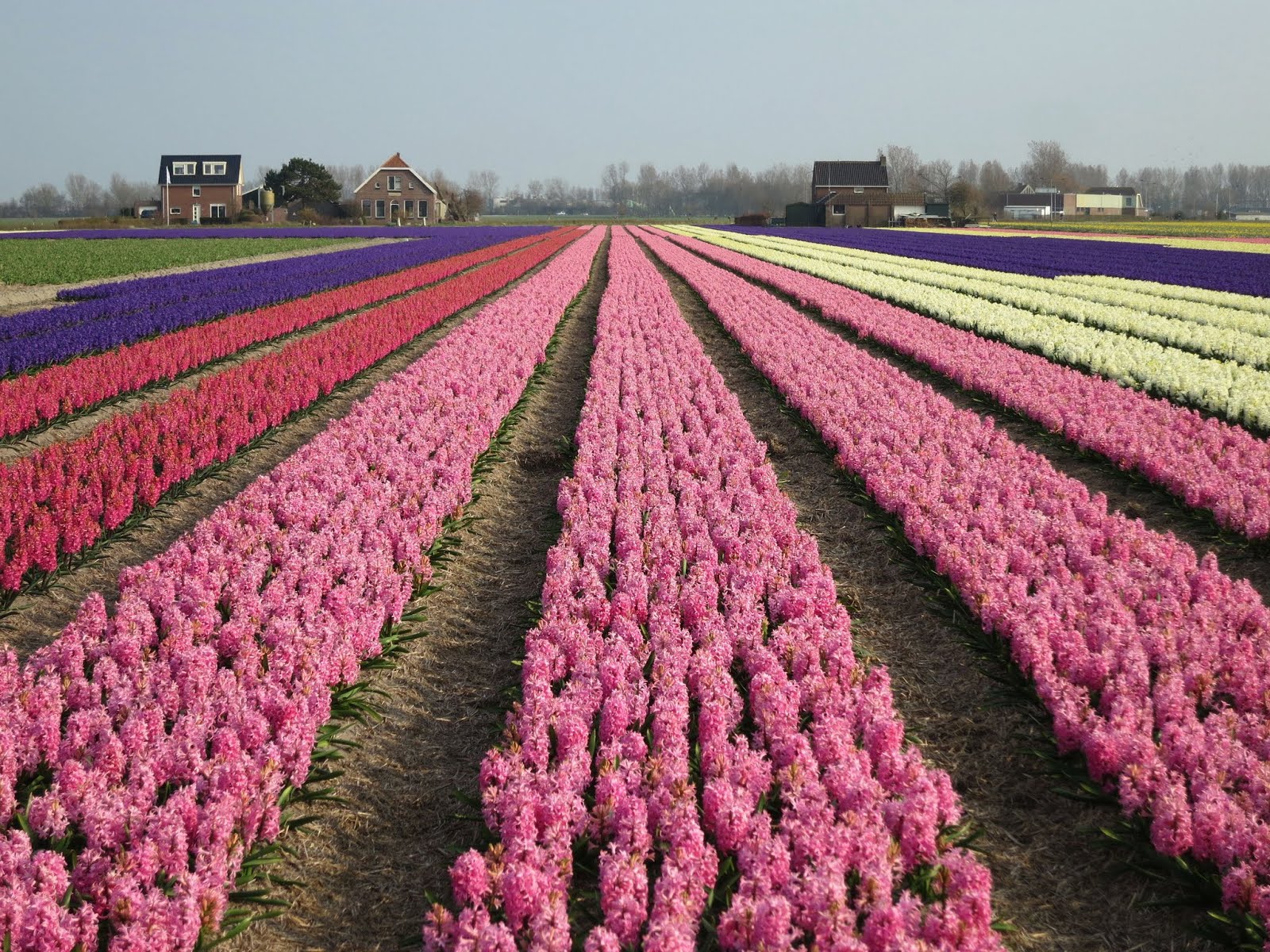 Dutch hyacinths