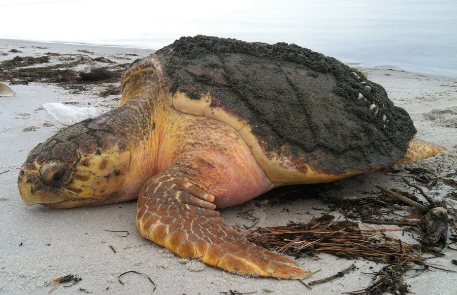 Shorekeeper Please Keep An Eye Out For Cold Stunned Sea Turtles