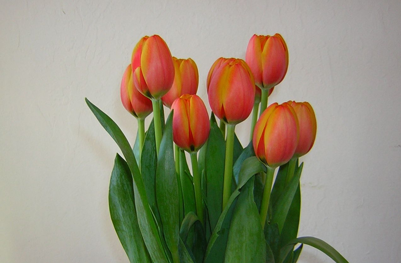 *Terra Garden* Tulips for March