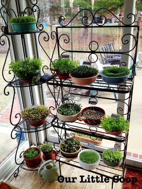 gardening microgreen garden plants gardening microgreen garden plants