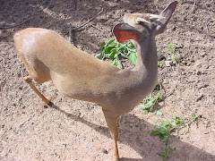 O veado da caatinga