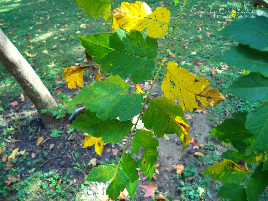 Yellow and green leaves.