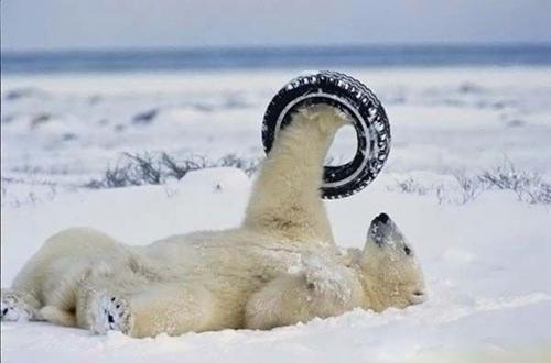 polar+bear+funny+pictures+(25).jpg