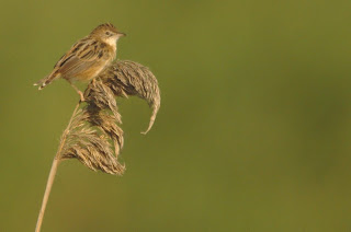 Buitrón (Cisticola juncidis) Zitting Cisticola Buitrón (Cisticola juncidis) Zitting Cisticola