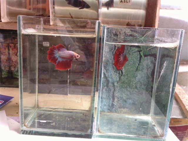 mozz clan jual ikan cupang betta kutu air akuarium mini bandung akuarium mozz clan jual ikan cupang betta kutu air akuarium mini bandung akuarium