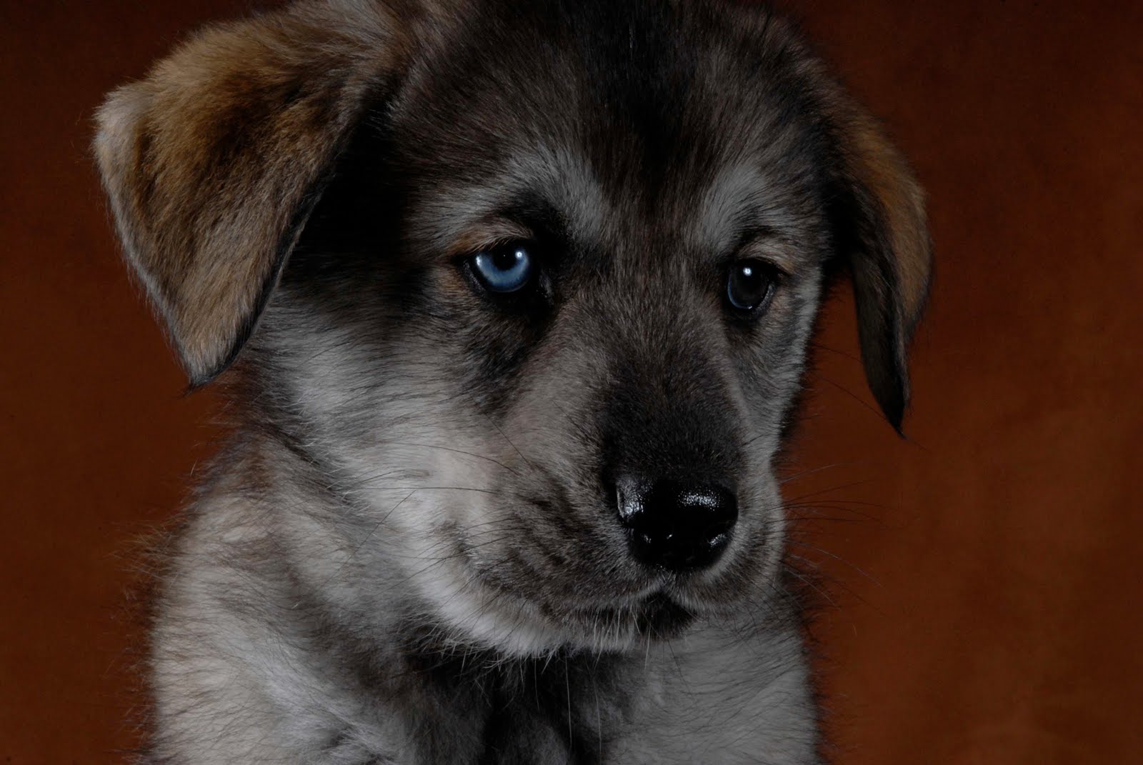 goberian puppies puppies day 8 breeds picture goberian puppies puppies day 8 breeds picture