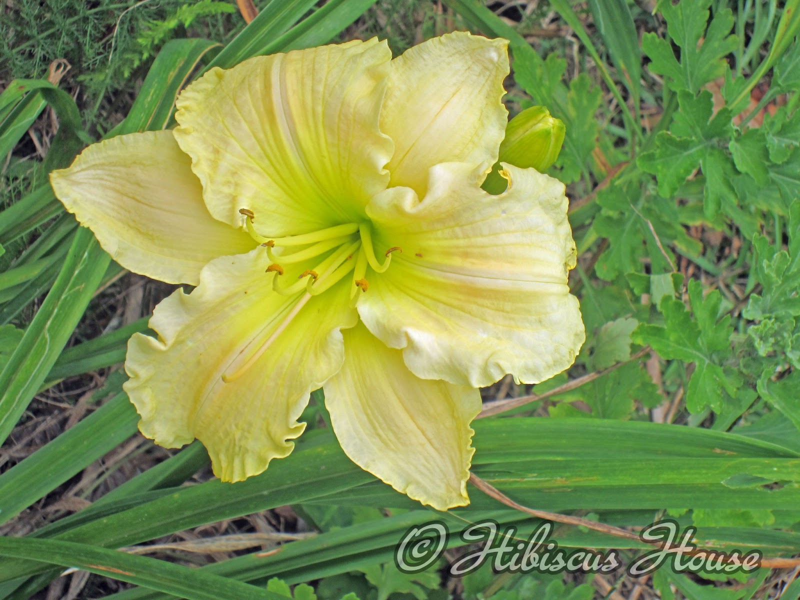 Hibiscus House Hibiscus House Yellow Daylilies