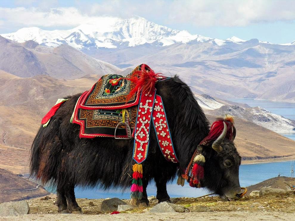 Yak Hewan Unik Dari Himalaya - Ajaib dan Aneh