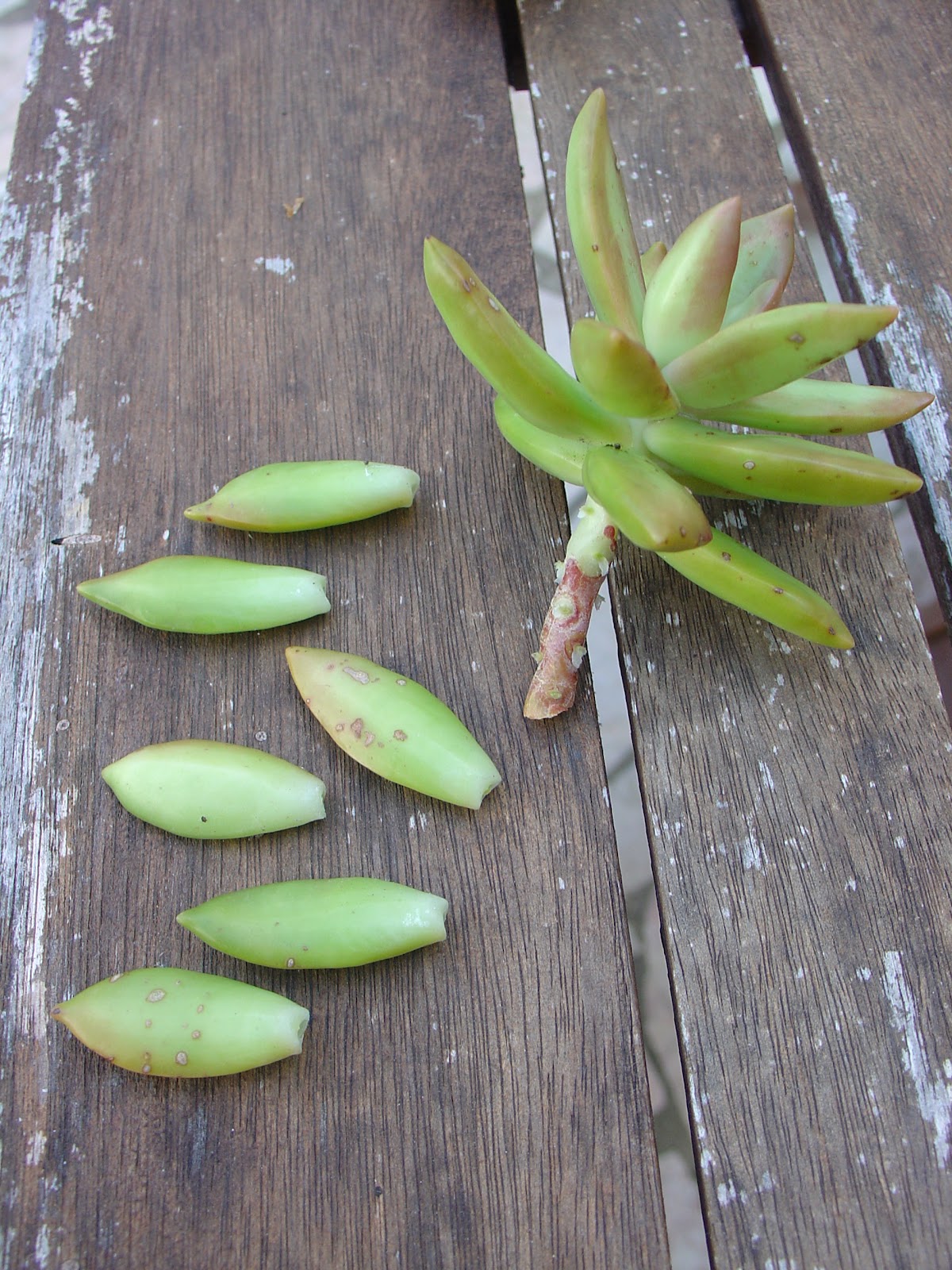 plantas jardim sombra:Jardim Vertical de Plantas Suculentas :: Framed Vertical Succulent plantas jardim sombra:Jardim Vertical de Plantas Suculentas :: Framed Vertical Succulent