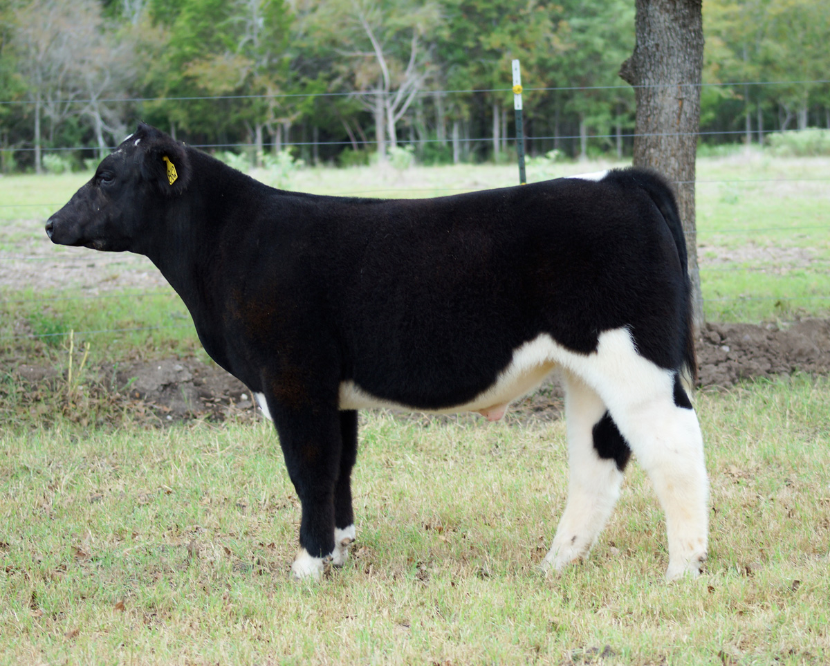 Skinner Cattle Co Calves For Sale!