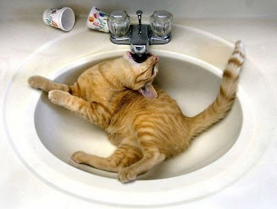 Cute cat in basin drinking from tap