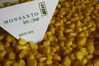 monsanto+mais+MON+810