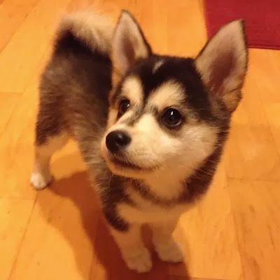 pomsky-puppy-new.jpg
