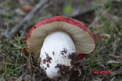 Russula emetica