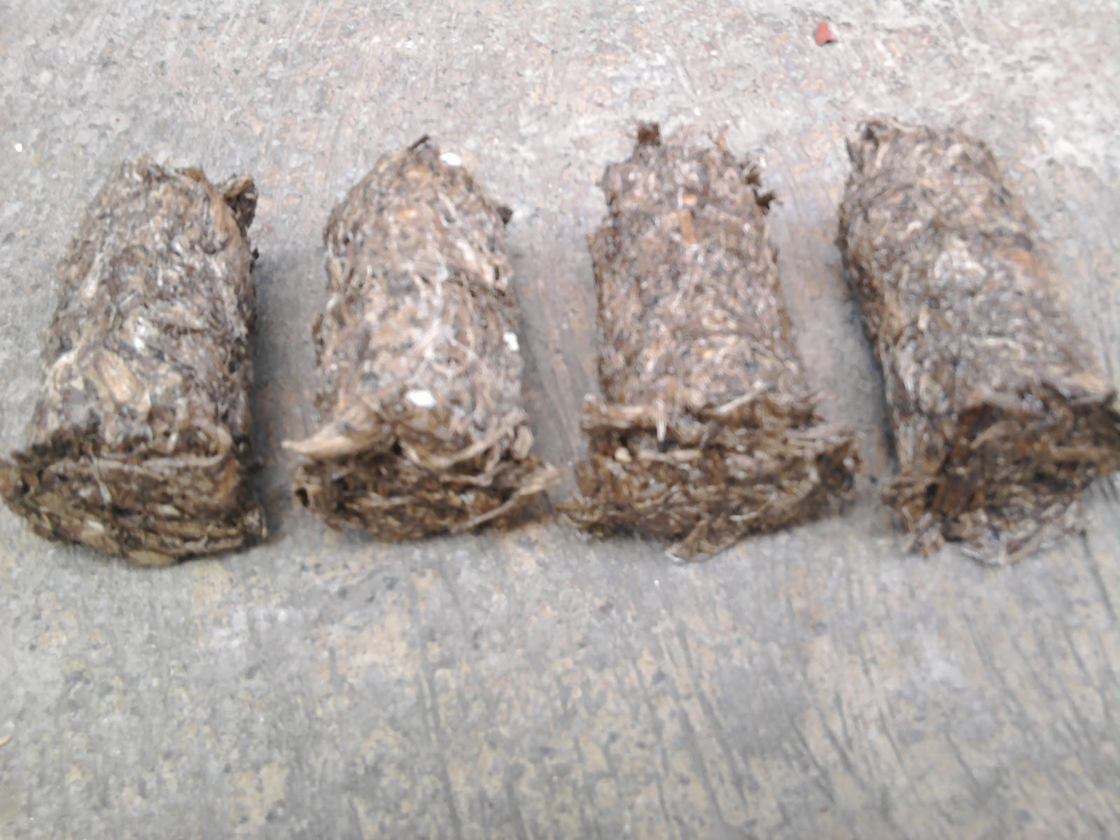 SCIENCE INVESTIGATORY PROJECTS Gallery of Muntinlupa National High