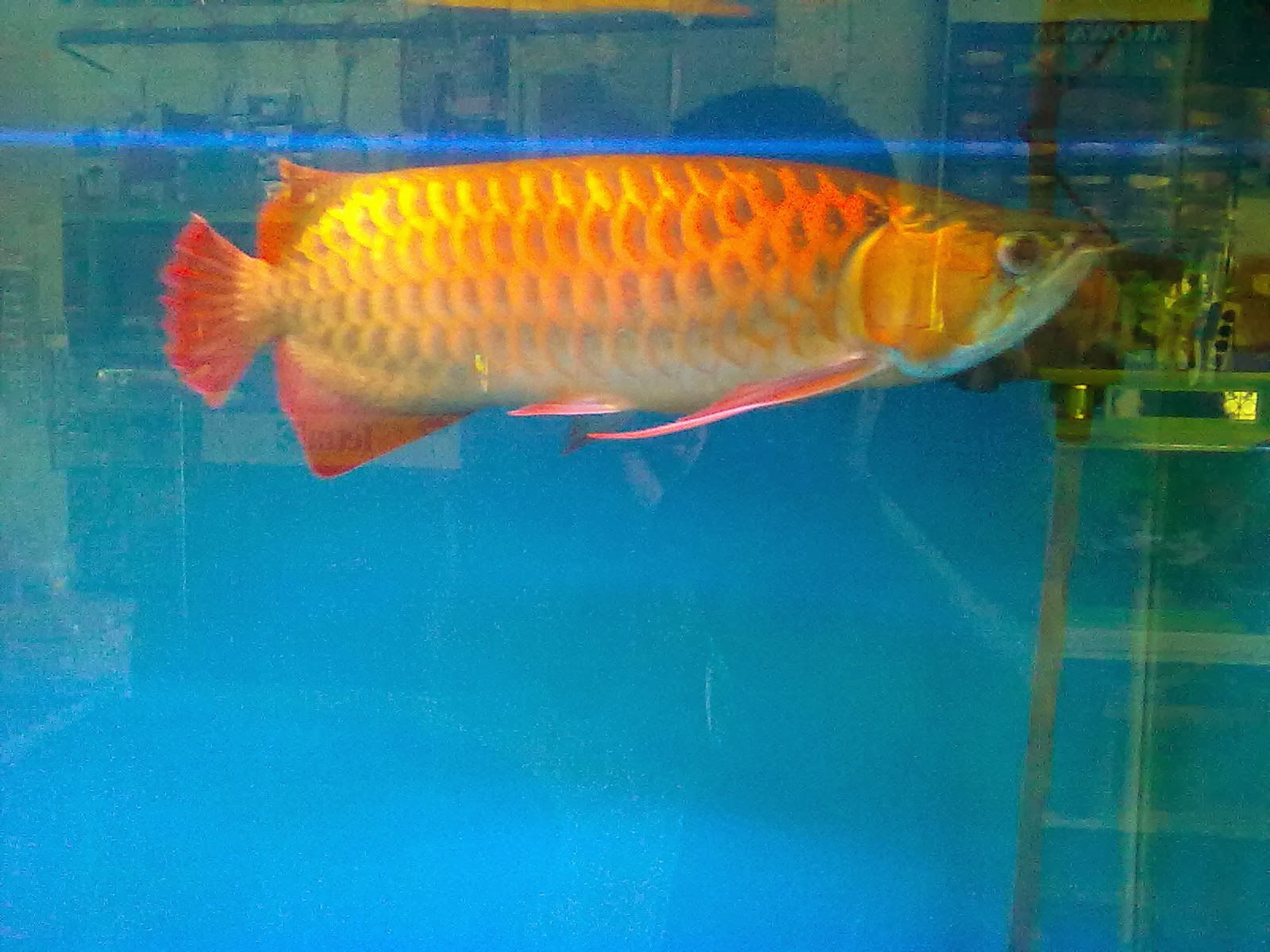 Jual Perlengkapan Aquarium Dan Ikan Hias Aquarium Jombang