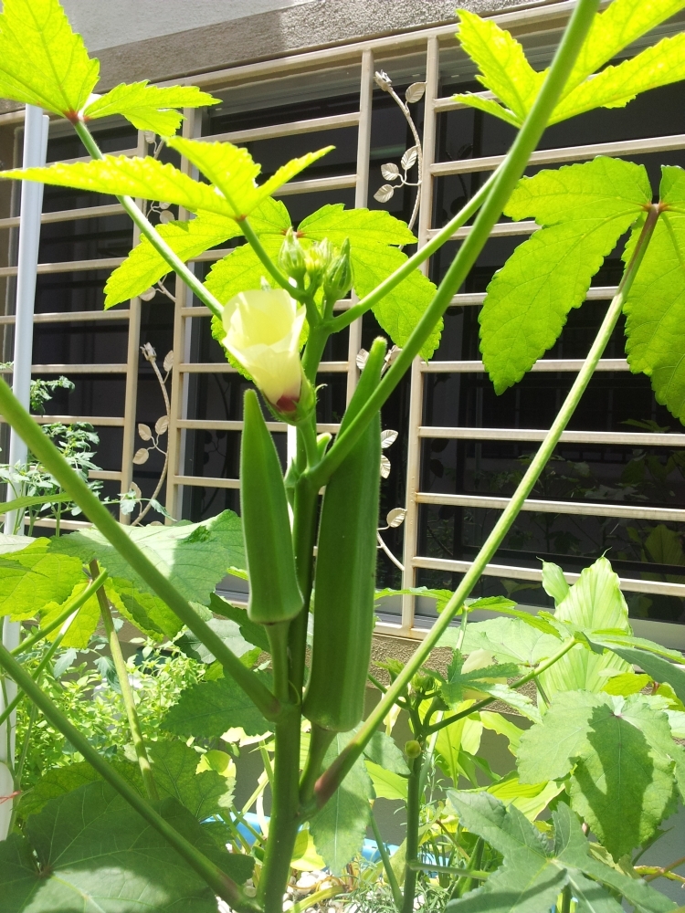 Affnan's Aquaponics Bendi Okra