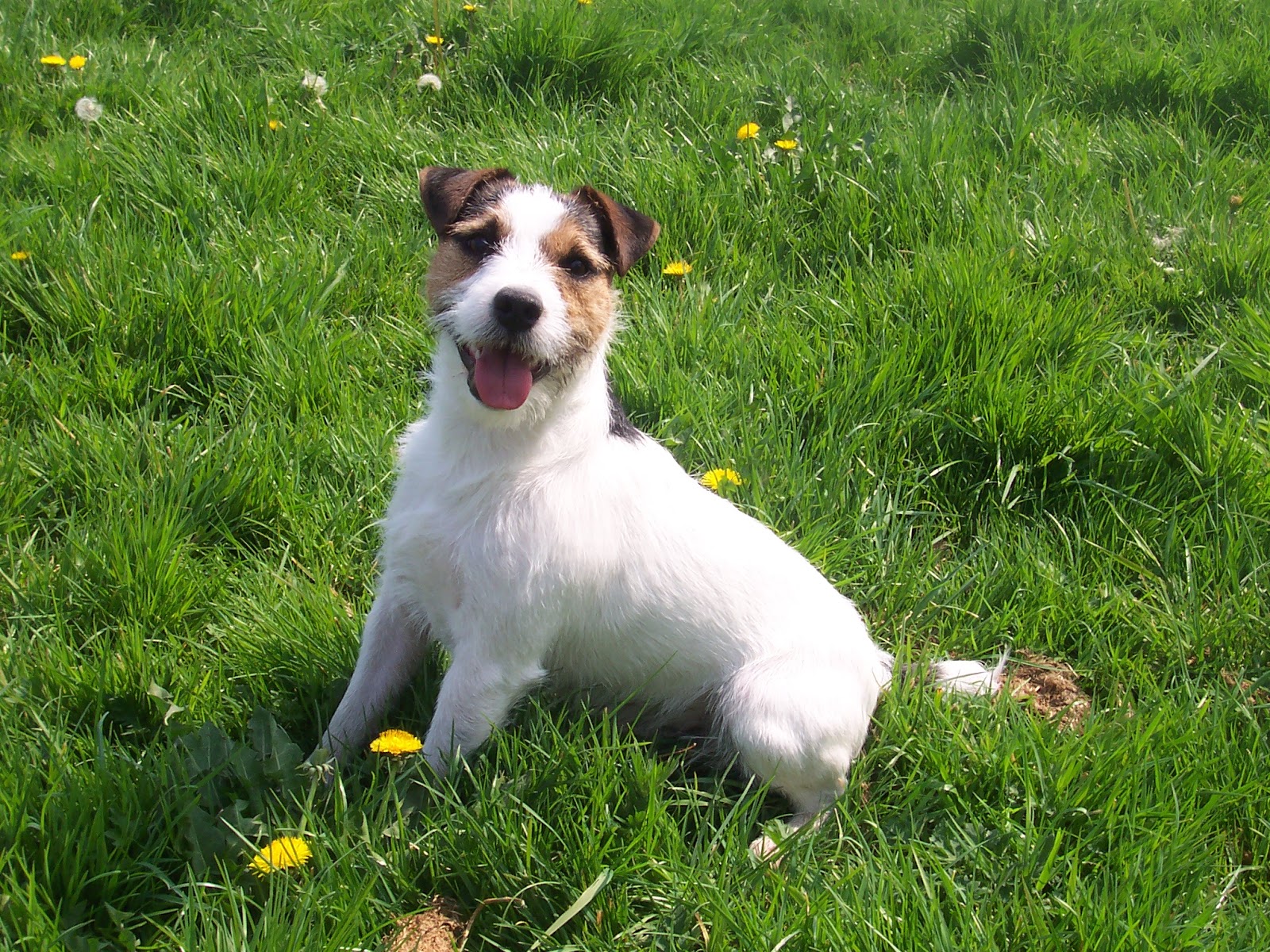 One Dog Love Breed of the week Jack Russell Terrier