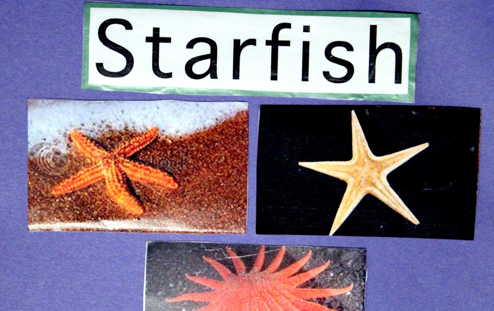 Brilliant Bundles: Preschool Starfish Activities for an Ocean Theme