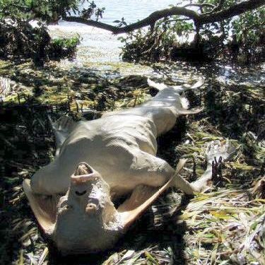 Real Mermaids Images