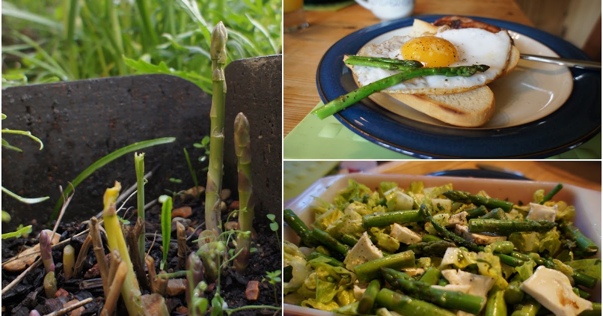 How many asparagus crowns should you plant? Grow Your Own Veg Blog