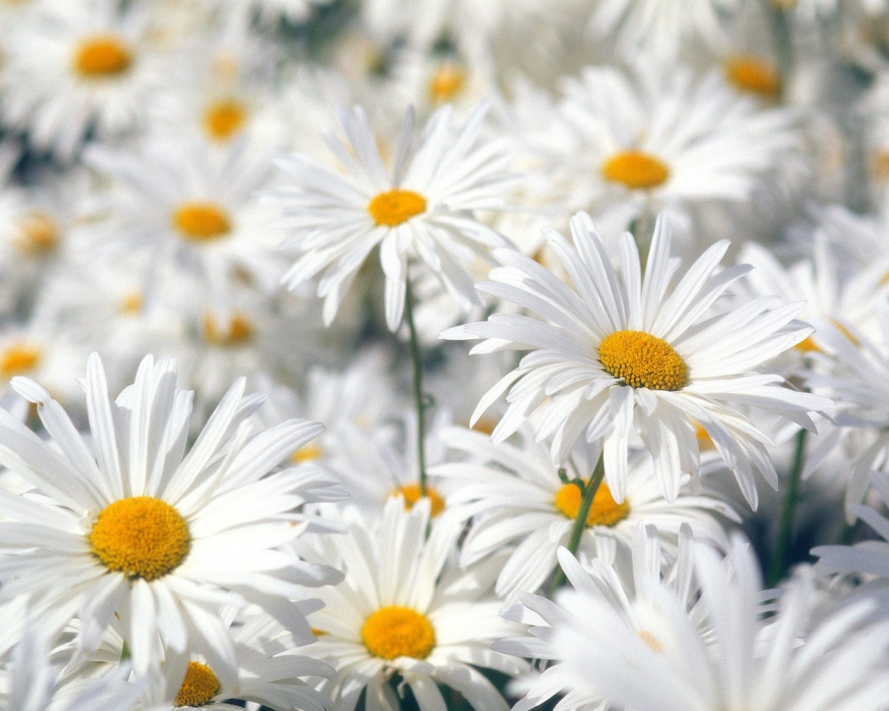 http://4.bp.blogspot.com/-rK6Hvi0Ck-g/Tacs_1HTUnI/AAAAAAAAGVs/OpRzJBqcxU0/s1600/plentiful_oxeye_daisies-1280x1024.jpg