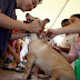 Iloilo City to start dog anti-rabies vaccination this month