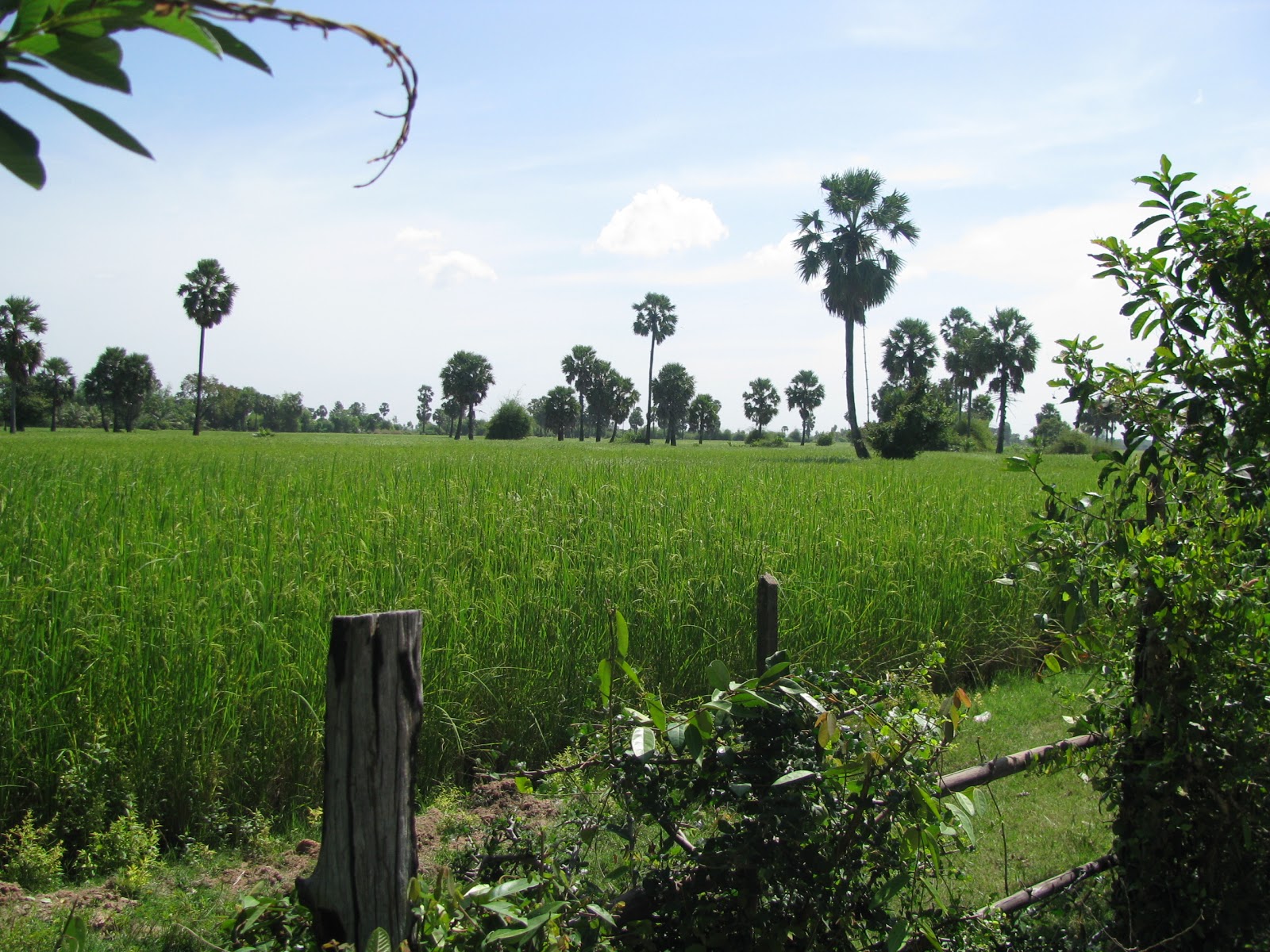 LOCATION Cambodia What does harvest mean to you?