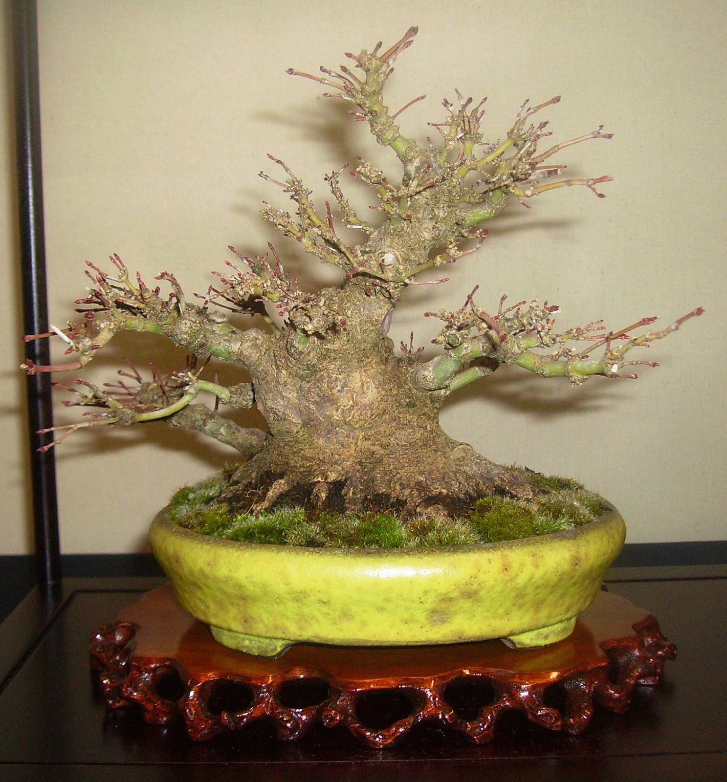 Bespoke Bonsai Stands Bespoke Bonsai Stands in displays at Shohin UK 2013