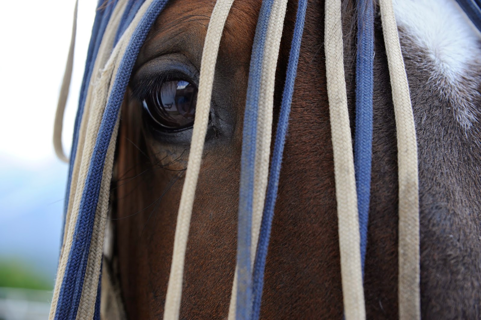Mikesseite De Oa02 Kleinwalsertal Hoher Ifen