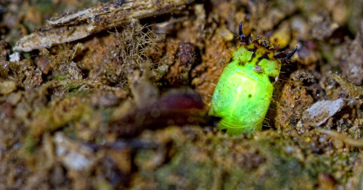 download glowing glow worm download glowing glow worm