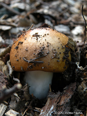 Emerging Russula, Russula spp.