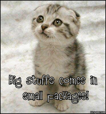 Funny Animals: cute funny cats
