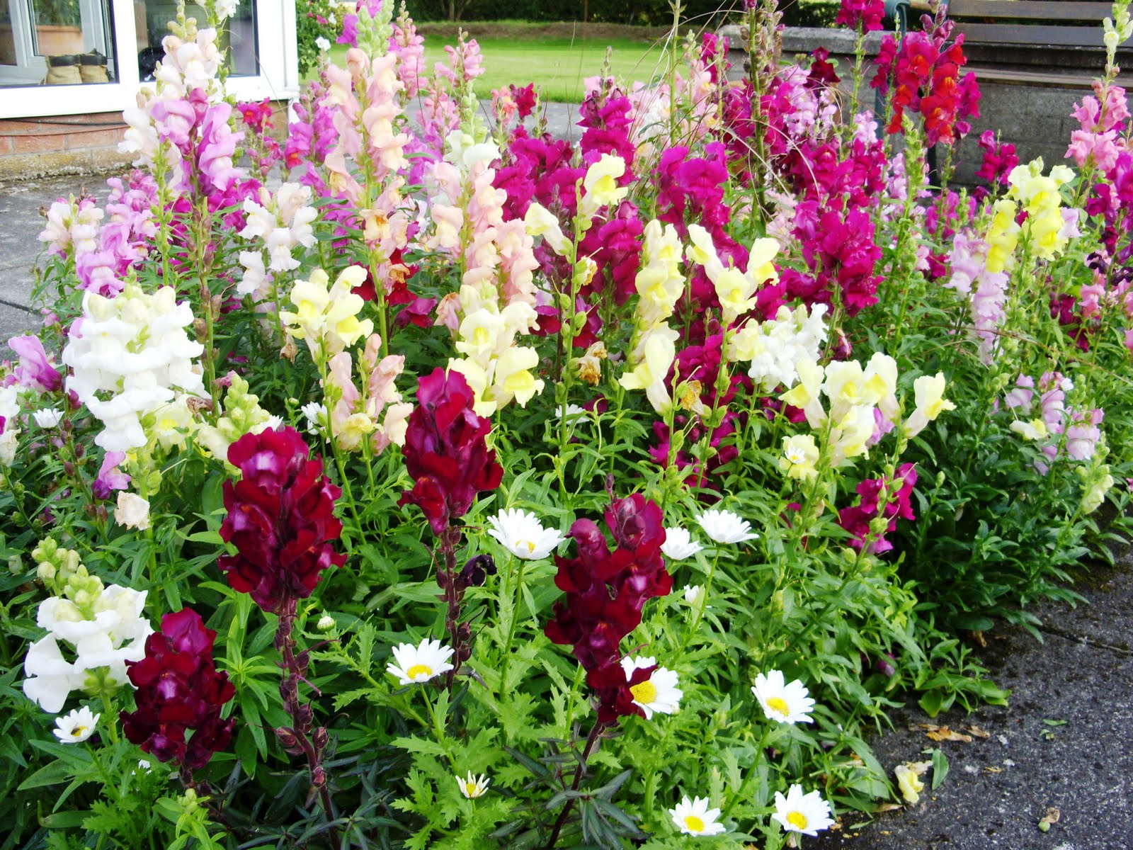 Kelli�s Northern Ireland Garden Flower Seedlings