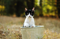 Alex Cat in the Pot 2 Cat in the Pot 2