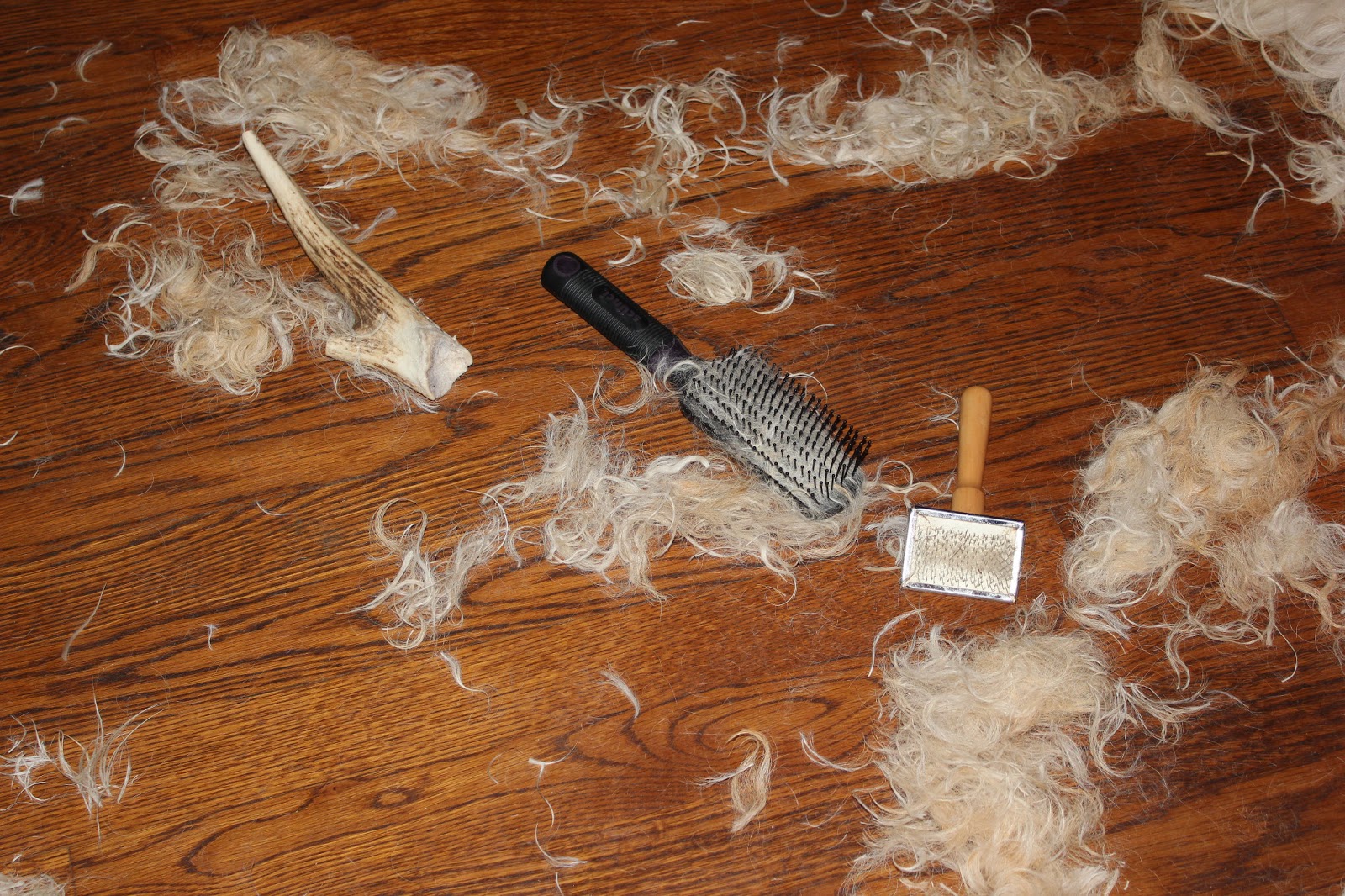 Goldilocks & Her Doodle Shearing a Big 'Ole Sheep (Goldendoodle!)