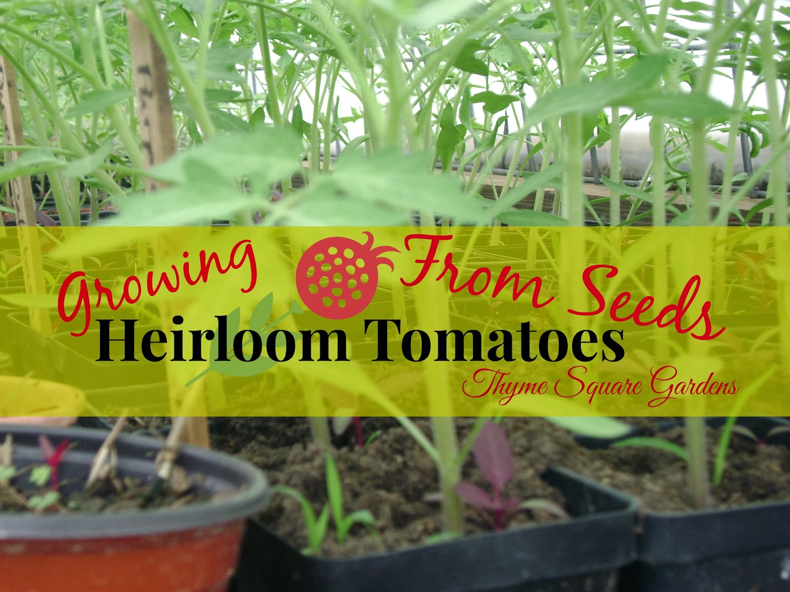 TSG Growing Heirloom Tomatoes From Seed