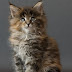 Price range of Maine Coon Kitten
