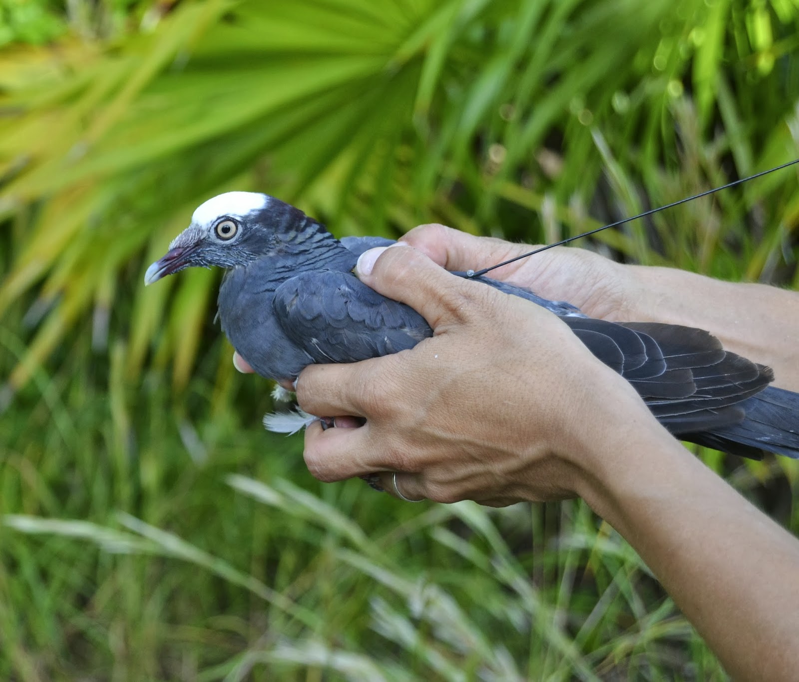 Whitecrowned Pigeons successfully tagged in the Florida Keys