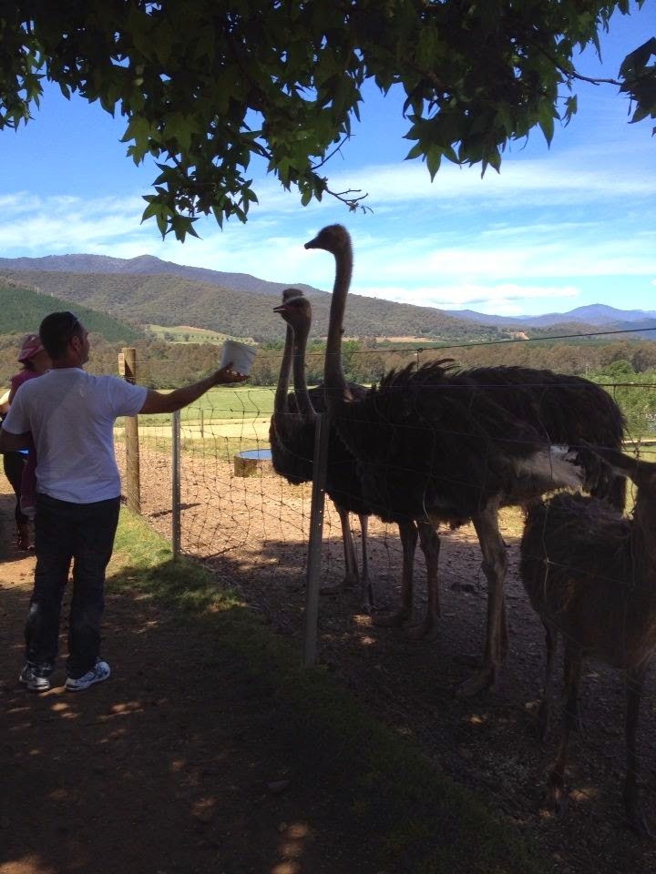 Red-stag-ostrich1 Red-stag-ostrich1