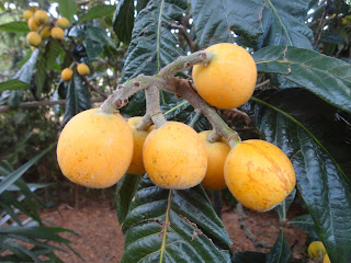 NÍSPEROS EN EL ÁRBOL